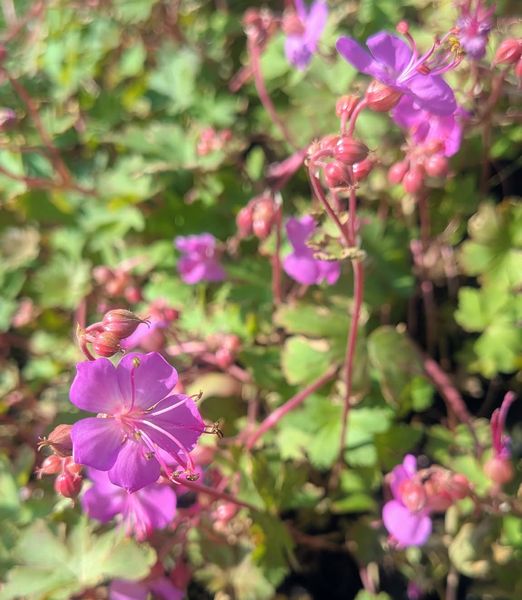 Geranium macrorrhizum ‘Sandy’s Smile’